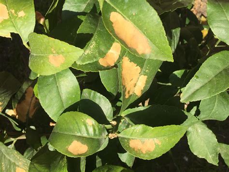 hojas amarillas del limonero|Enfermedades del limonero: hojas amarillas